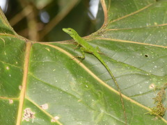 Anolis gemmosus