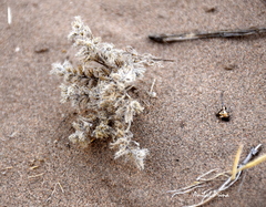 Johnstonella diplotricha