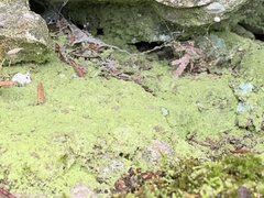 Botryolepraria lesdainii