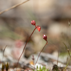 Drosera platystigma