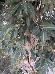 Lophostemon confertus