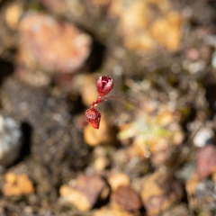 Drosera platystigma