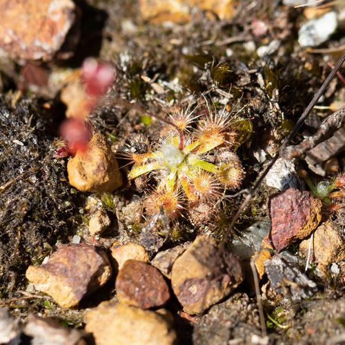 Drosera platystigma (Drosera platystigma)