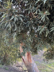 Lophostemon confertus