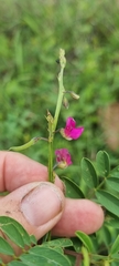 Tephrosia purpurea
