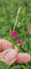 Tephrosia purpurea