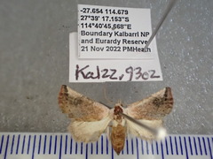 Mataeomera coccophaga