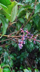 Miconieae