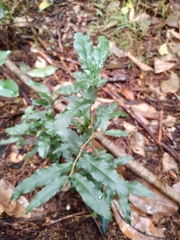 Ochna serrulata