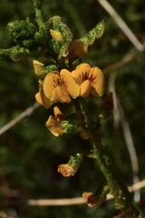 Adesmia boronioides