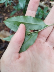 Ochna serrulata