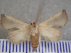 Mataeomera coccophaga