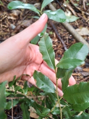 Ochna serrulata