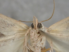 Mataeomera coccophaga