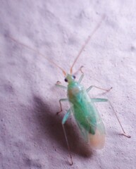 Adelphocoris lineolatus