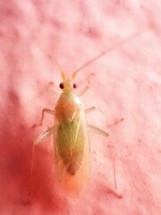 Adelphocoris lineolatus