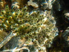 Codium tomentosum