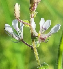 Cleome monophylla
