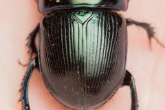 Geotrupes mutator