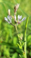 Cleome monophylla