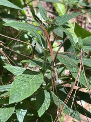 Pentas lanceolata