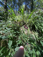 Pentas lanceolata