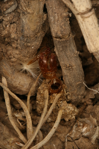 Chamaesphecia anthraciformis