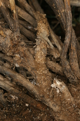 Chamaesphecia anthraciformis