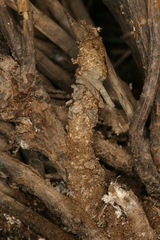 Chamaesphecia anthraciformis