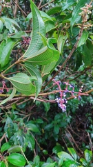 Miconieae