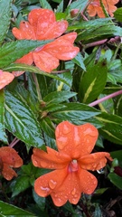 Impatiens hawkeri