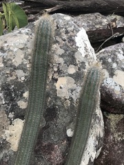 Pilosocereus