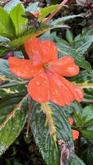 Impatiens hawkeri