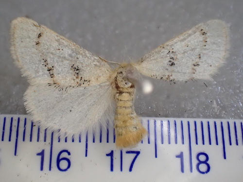 Euproctis idonea