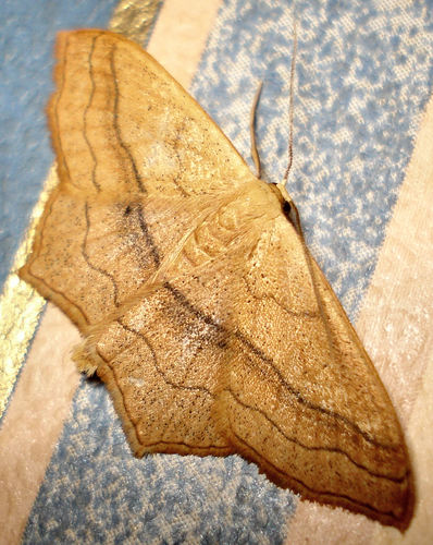 Small Blood-vein