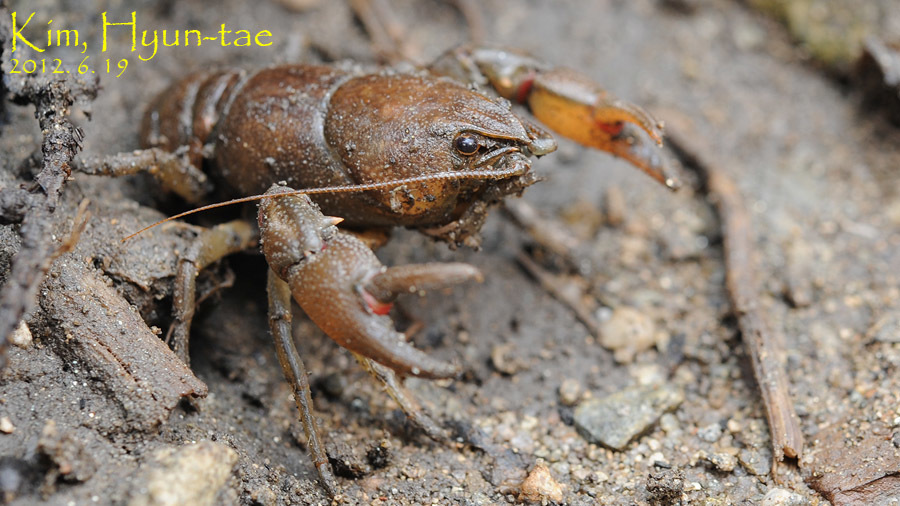 Korean Crayfish