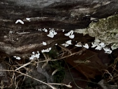 Trichaptum abietinum