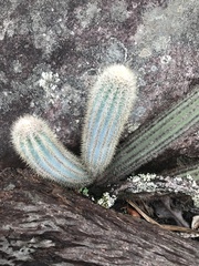 Pilosocereus