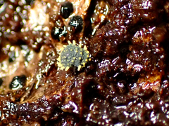 Holacanthella paucispinosa
