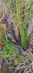 Blechnum penna-marina