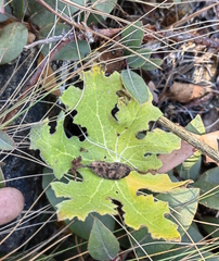 Psacaliopsis purpusii