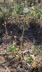 Psacaliopsis purpusii