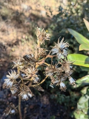 Psacaliopsis purpusii