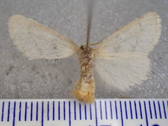 Euproctis idonea