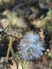 Psacaliopsis purpusii