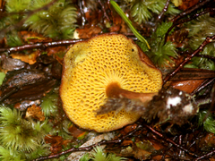 Xerocomus squamulosus
