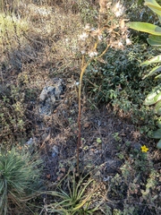 Psacaliopsis purpusii