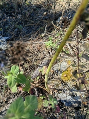 Psacaliopsis purpusii