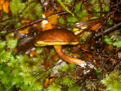 Xerocomus squamulosus