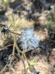 Psacaliopsis purpusii
